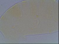 Echiniscus cavagnaroi image