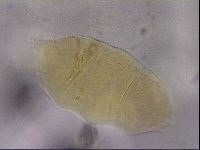 Echiniscus cavagnaroi image