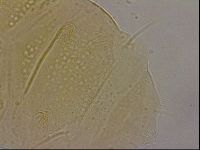 Echiniscus cavagnaroi image