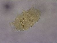 Echiniscus cavagnaroi image