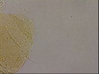 Echiniscus cavagnaroi image