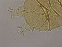 Echiniscus cavagnaroi image