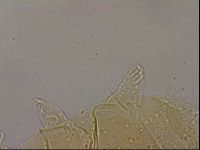 Echiniscus cavagnaroi image
