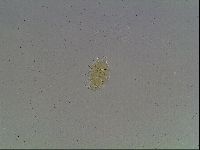 Echiniscus cavagnaroi image