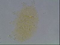 Echiniscus cavagnaroi image