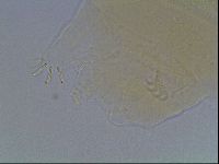 Echiniscus cavagnaroi image