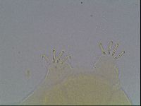 Echiniscus cavagnaroi image