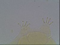 Echiniscus cavagnaroi image
