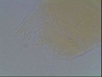 Echiniscus cavagnaroi image