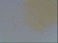 Echiniscus cavagnaroi image