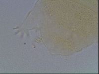 Echiniscus cavagnaroi image