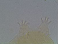Echiniscus cavagnaroi image