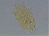 Echiniscus cavagnaroi image