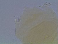 Echiniscus cavagnaroi image