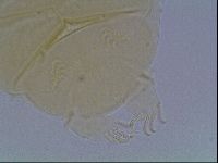 Echiniscus cavagnaroi image