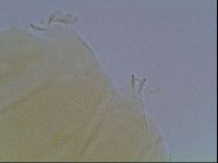 Echiniscus cavagnaroi image