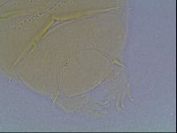 Echiniscus cavagnaroi image