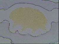 Echiniscus cavagnaroi image