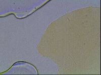 Echiniscus cavagnaroi image