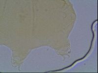 Echiniscus cavagnaroi image