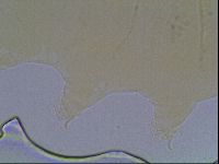 Echiniscus cavagnaroi image