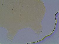 Echiniscus cavagnaroi image