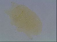Echiniscus cavagnaroi image