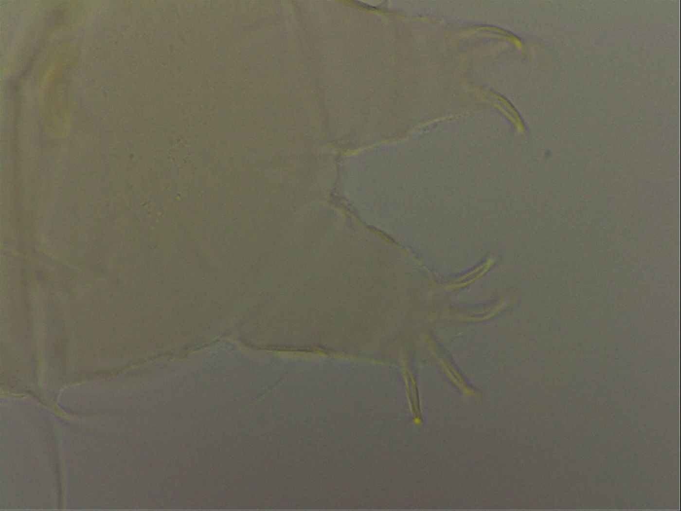 Echiniscus cavagnaroi image