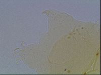 Echiniscus cavagnaroi image