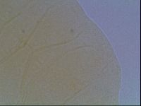 Echiniscus cavagnaroi image
