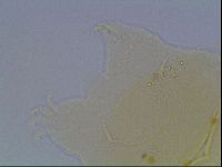 Echiniscus cavagnaroi image