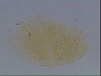 Echiniscus cavagnaroi image