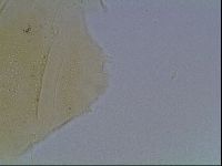 Echiniscus cavagnaroi image