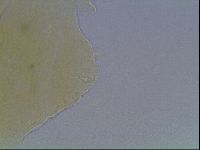 Echiniscus cavagnaroi image