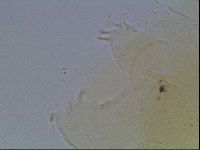 Echiniscus cavagnaroi image