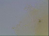 Echiniscus cavagnaroi image