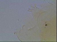 Echiniscus cavagnaroi image