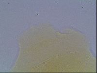 Echiniscus cavagnaroi image