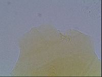 Echiniscus cavagnaroi image