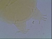 Echiniscus cavagnaroi image