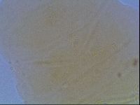 Echiniscus cavagnaroi image