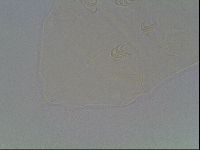 Echiniscus cavagnaroi image