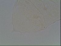 Echiniscus cavagnaroi image