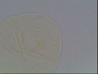 Echiniscus cavagnaroi image