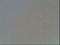 Echiniscus cavagnaroi image