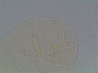 Echiniscus cavagnaroi image