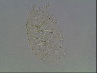 Echiniscus cavagnaroi image