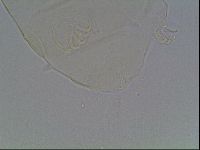 Echiniscus cavagnaroi image
