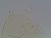 Echiniscus cavagnaroi image