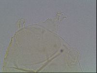 Echiniscus cavagnaroi image